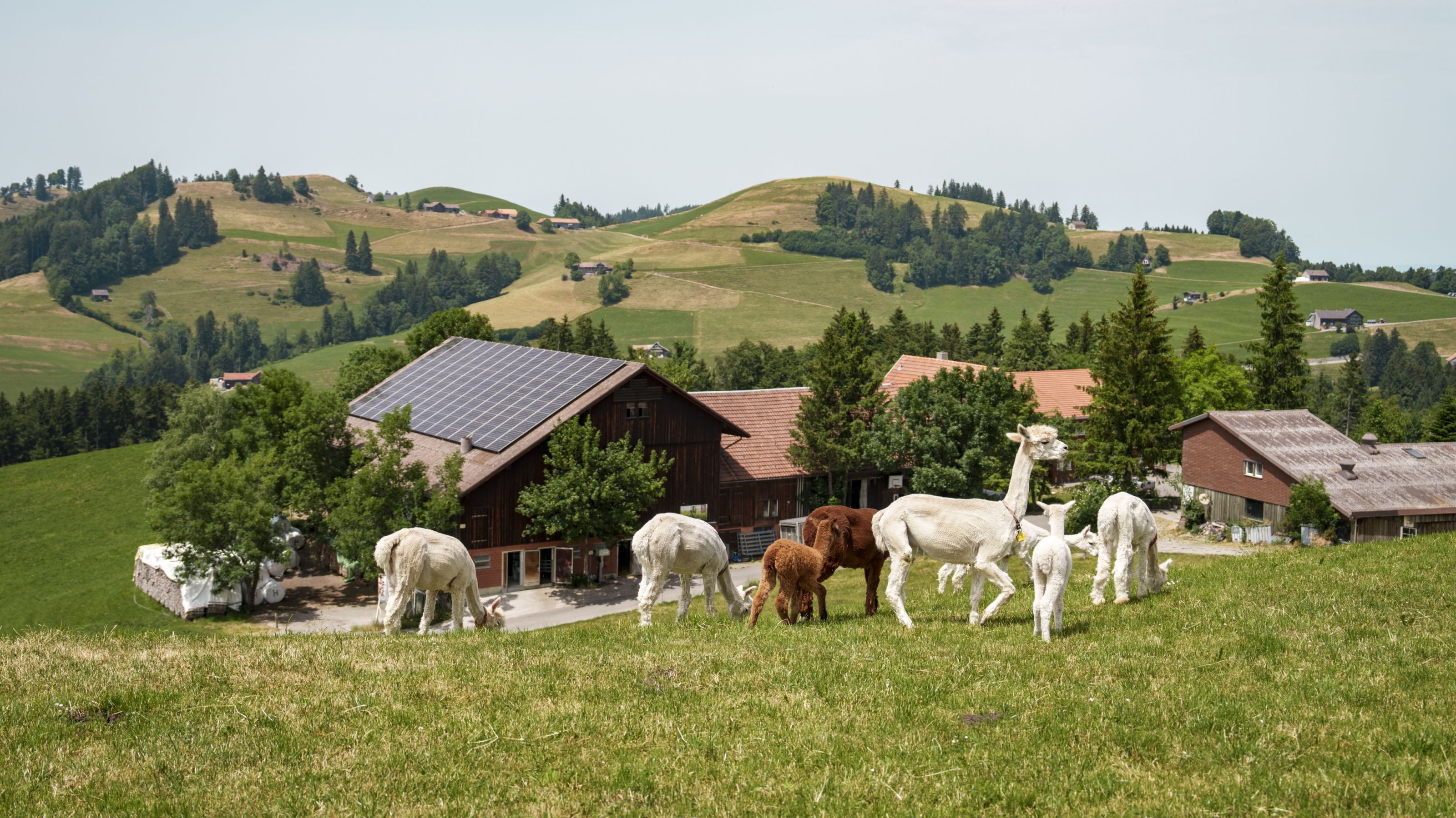 Séjour à la ferme en famille Suisse Tourisme